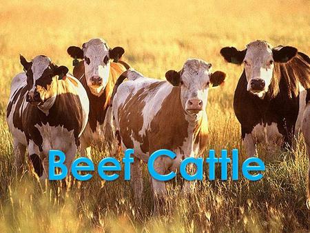 BEEF CATTLE FACTS The United States and Brazil are the top beef producing countries in the world. In the US, Texas has the most beef cows. Cattle outnumber.