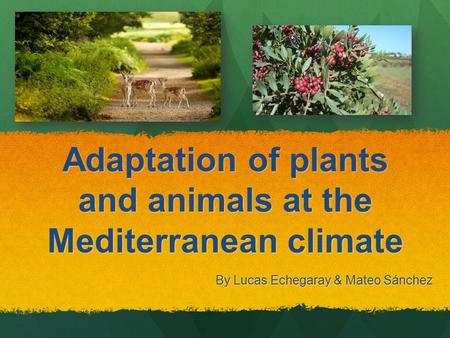 Adaptation of plants and animals at the Mediterranean climate By Lucas Echegaray & Mateo Sánchez.