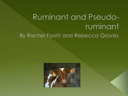 Ruminant and Pseudo- ruminant