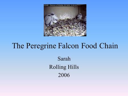 The Peregrine Falcon Food Chain Sarah Rolling Hills 2006.