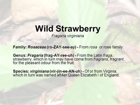 Wild Strawberry Fragaria virginiana Family: Rosaceae (ro-ZAY-see-ay) - From rosa or rose family. Genus: Fragaria (frag-AY-ree-uh) - From the Latin fraga,