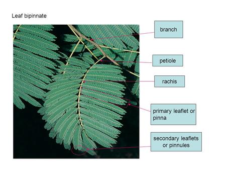 Leaf bipinnate petiole primary leaflet or pinna rachis secondary leaflets or pinnules branch.
