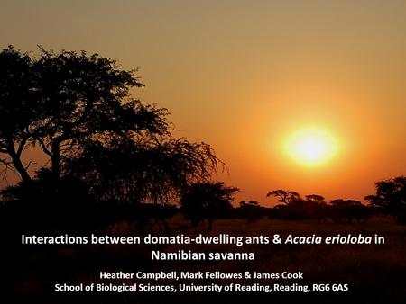 Interactions between domatia-dwelling ants & Acacia erioloba in Namibian savanna Heather Campbell, Mark Fellowes & James Cook School of Biological Sciences,