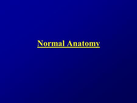 Normal Anatomy. Next... Normal External Genitalia.