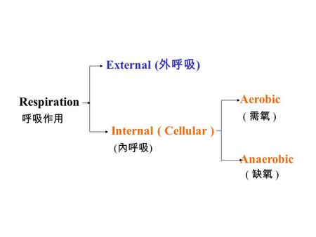 Respiration External ( 外呼吸 ) Internal ( Cellular ) Aerobic Anaerobic ( 內呼吸 ) ( 需氧 ) ( 缺氧 ) 呼吸作用.