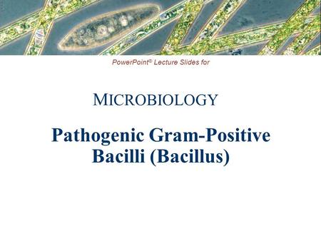 PowerPoint ® Lecture Slides for M ICROBIOLOGY Pathogenic Gram-Positive Bacilli (Bacillus)