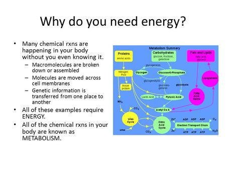 Why do you need energy? Many chemical rxns are happening in your body without you even knowing it. – Macromolecules are broken down or assembled – Molecules.