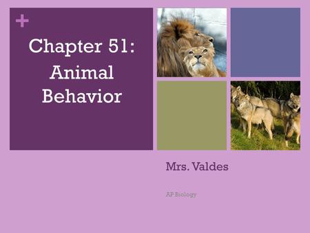 Chapter 51: Animal Behavior Mrs. Valdes AP Biology.