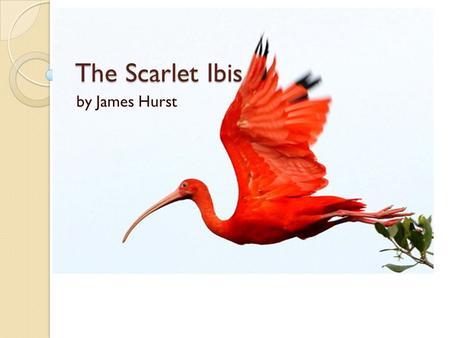 The Scarlet Ibis by James Hurst.