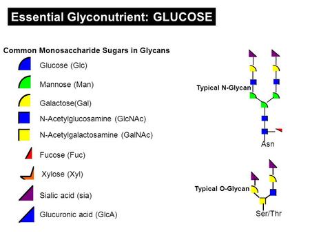 N-Acetylgalactosamine (GalNAc) N-Acetylglucosamine (GlcNAc) Mannose (Man) Fucose (Fuc) Xylose (Xyl) Sialic acid (sia) Glucuronic acid (GlcA) Galactose(Gal)