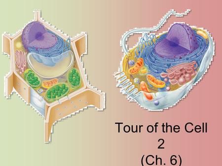 Tour of the Cell 2 (Ch. 6). Cells gotta work to live! What jobs do cells have to do? –make proteins proteins control every cell function –utilize and.