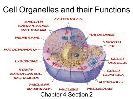 Cell Organelles and their Functions Chapter 4 Section 2.