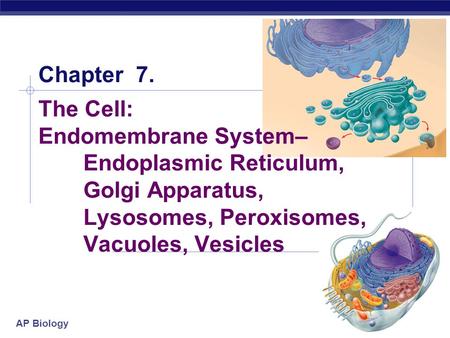 Chapter 7. The Cell: Endomembrane System–. Endoplasmic Reticulum,