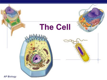 AP Biology The Cell. AP Biology Cell characteristics  All cells:  surrounded by a plasma membrane  have cytosol  semi-fluid substance within the membrane.