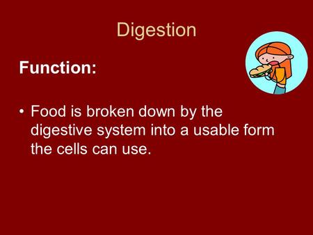 Digestion Function: Food is broken down by the digestive system into a usable form the cells can use.