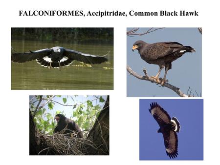 FALCONIFORMES, Accipitridae, Common Black Hawk. FALCONIFORMES, Accipitridae, Zone-Tailed Hawk.