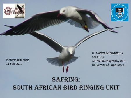 SAFRING: south african Bird ringing unit H. Dieter Oschadleus SAFRING, Animal Demography Unit, University of Cape Town Pietermaritzburg 11 Feb 2012.