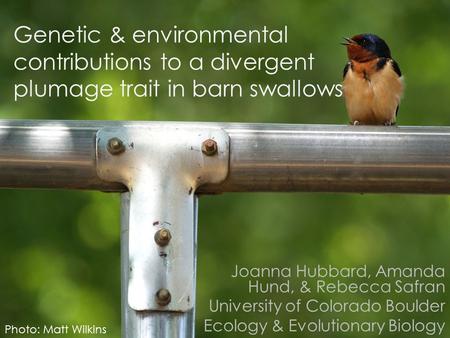 Genetic & environmental contributions to a divergent plumage trait in barn swallows Joanna Hubbard, Amanda Hund, & Rebecca Safran University of Colorado.