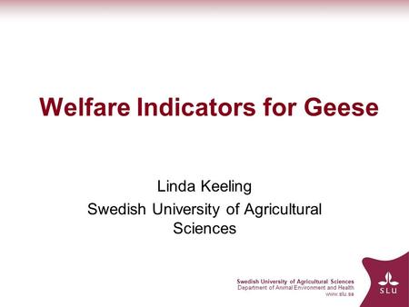 Swedish University of Agricultural Sciences Department of Animal Environment and Health www.slu.se Welfare Indicators for Geese Linda Keeling Swedish University.