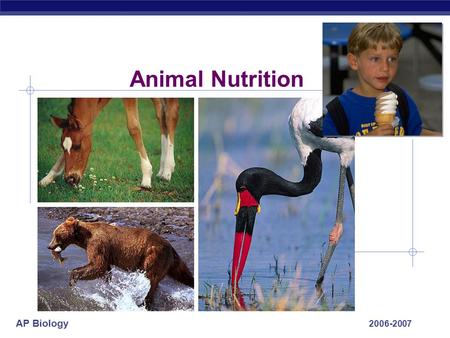AP Biology 2006-2007 Animal Nutrition AP Biology What do animals need to live? O2O2 food ATP  Animals make energy using:  food  oxygen  Animals build.