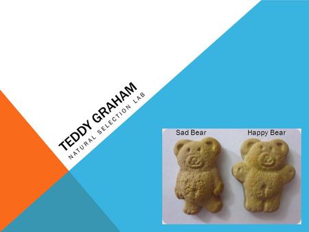 Teddy graham Natural selection lab Sad Bear		 Happy Bear.