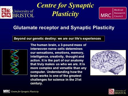Centre for Synaptic Plasticity The human brain, a 3-pound mass of interwoven nerve cells determines our sensations, emotions, memory, intelligence, creativity,
