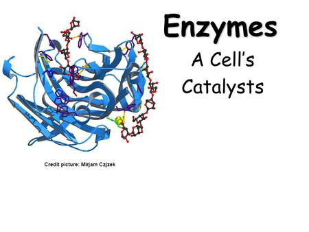 Enzymes A Cell’s Catalysts Credit picture: Mirjam Czjzek.
