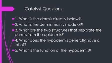 Catalyst Questions  1. What is the dermis directly below?  2. what is the dermis mainly made of?  3. What are the two structures that separate the dermis.