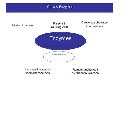 Cells & Enzymes Enzymes Made of protein Present in all living cells Converts substrates into products Biological catalysts Increase the rate of chemical.