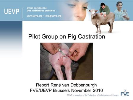 UEVP is a section of the Federation of Veterinarians of Europe Report Rens van Dobbenburgh FVE/UEVP Brussels November 2010 Pilot Group on Pig Castration.