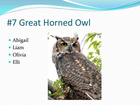 #7 Great Horned Owl Abigail Liam Olivia Elli. #6 Green Anaconda Carly Molly David Sarah.