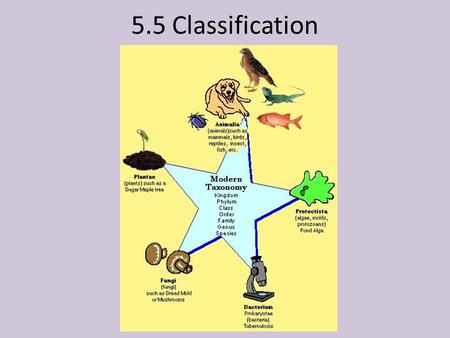 5.5 Classification. Binomial System of Nomenclature System of classifying organisms based on two (“bi”), names (“nomial”), which are organized in a system.