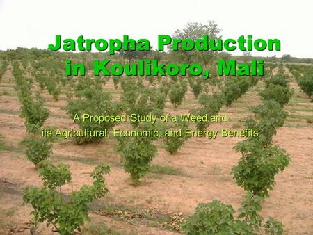 Jatropha Production in Koulikoro, Mali A Proposed Study of a Weed and its Agricultural, Economic, and Energy Benefits.