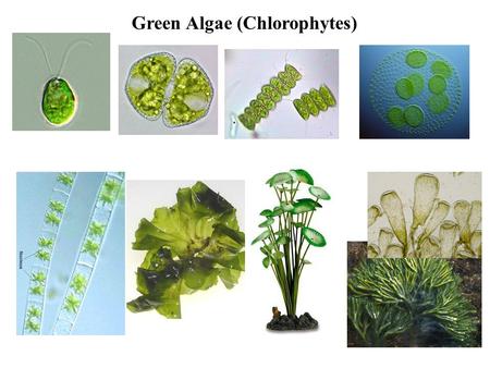 Green Algae (Chlorophytes)