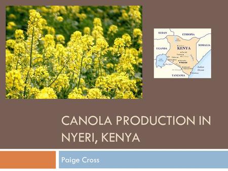 CANOLA PRODUCTION IN NYERI, KENYA Paige Cross. Canola -- Brassica napus  Edible rapeseed developed in Canada in 1970s  Two main varieties: Argentine.