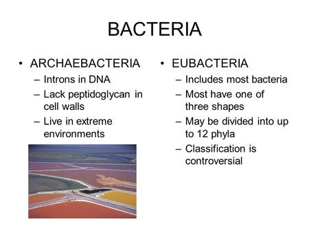 BACTERIA ARCHAEBACTERIA –Introns in DNA –Lack peptidoglycan in cell walls –Live in extreme environments EUBACTERIA –Includes most bacteria –Most have one.