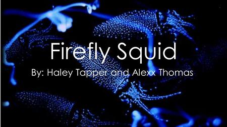 Firefly Squid By: Haley Tapper and Alexx Thomas. The Firefly Squid My Scientific Name: Watasenia Scintillans My Other Names: Sparkling Enope Squid I am.