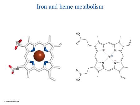 Iron and heme metabolism © Michael Palmer 2014. Functions of heme Redox chemistry ● electron transport: cytochromes in the respiratory chain ● enzyme.