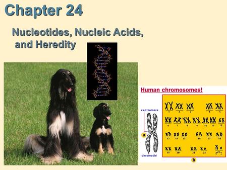 Chapter 24 Nucleotides, Nucleic Acids, and Heredity Nucleotides, Nucleic Acids, and Heredity.