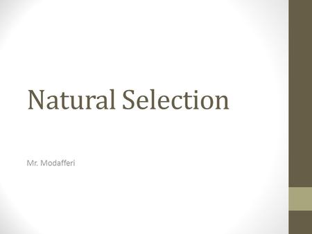 Natural Selection Mr. Modafferi.