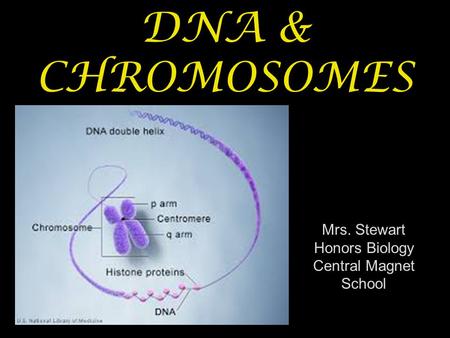 DNA & CHROMOSOMES Mrs. Stewart Honors Biology Central Magnet School.