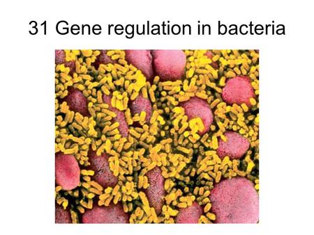 31 Gene regulation in bacteria. Lecture Outline 11/18/05 Finish up from last time: Transposable elements (“jumping genes”) Gene Regulation in Bacteria.