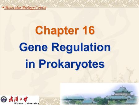 Chapter 16 Gene Regulation in Prokaryotes