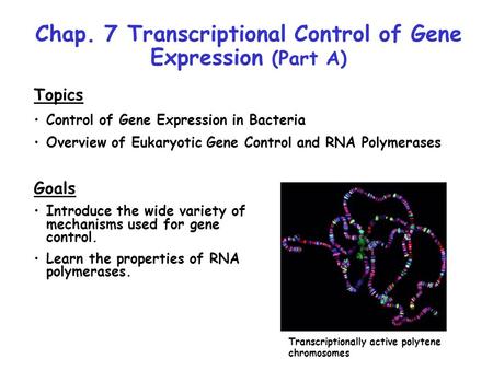 Chap. 7 Transcriptional Control of Gene Expression (Part A) Topics Control of Gene Expression in Bacteria Overview of Eukaryotic Gene Control and RNA Polymerases.