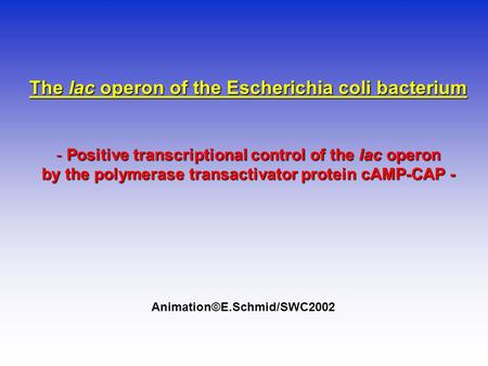 The lac operon of the Escherichia coli bacterium - Positive transcriptional control of the lac operon by the polymerase transactivator protein cAMP-CAP.