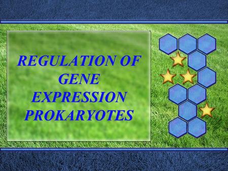 REGULATION OF GENE EXPRESSION PROKARYOTES 3 LEVELS OF GENE EXPRESSION REGULATION.