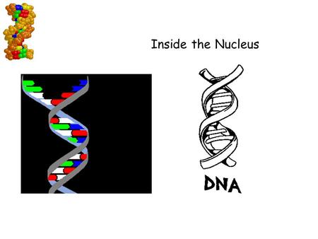 Go to Section: Interest Grabber Inside the Nucleus.