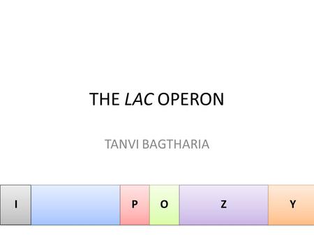 THE LAC OPERON TANVI BAGTHARIA I P O Z Y.