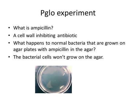 Pglo experiment What is ampicillin? A cell wall inhibiting antibiotic What happens to normal bacteria that are grown on agar plates with ampicillin in.