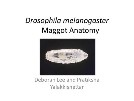 Drosophila melanogaster Maggot Anatomy